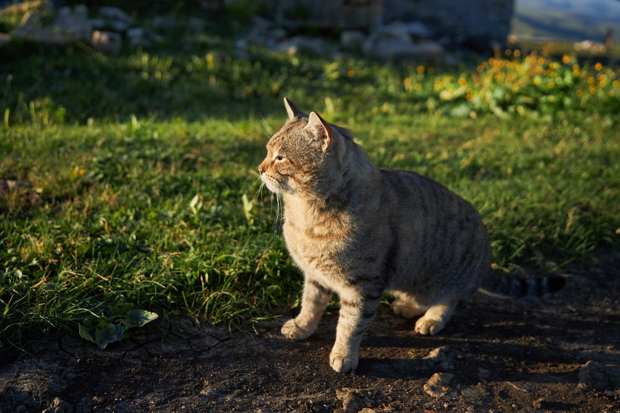 A grey cat looks into the sunrise on a nice day, they&#39;re stood in the garden