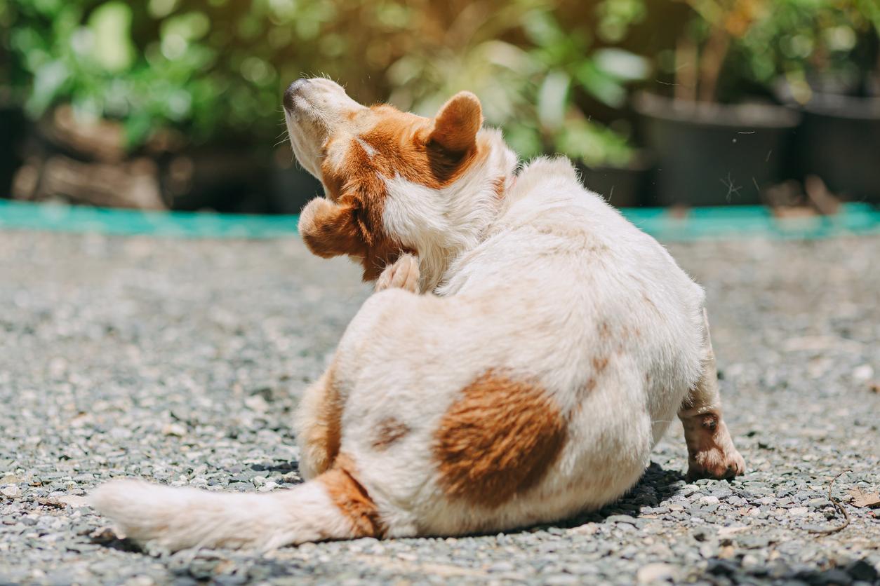 Dog with brown and white fur scratching their neck with a hind leg, sitting on a gravel surface with blurred greenery in the background.