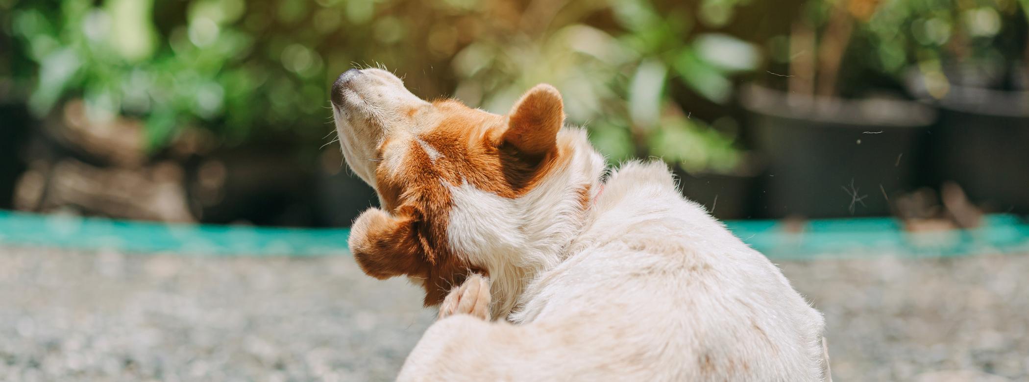Dog with brown and white fur scratching their neck with a hind leg, sitting on a gravel surface with blurred greenery in the background.