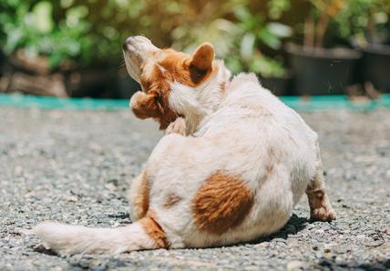 Dog with brown and white fur scratching their neck with a hind leg, sitting on a gravel surface with blurred greenery in the background.
