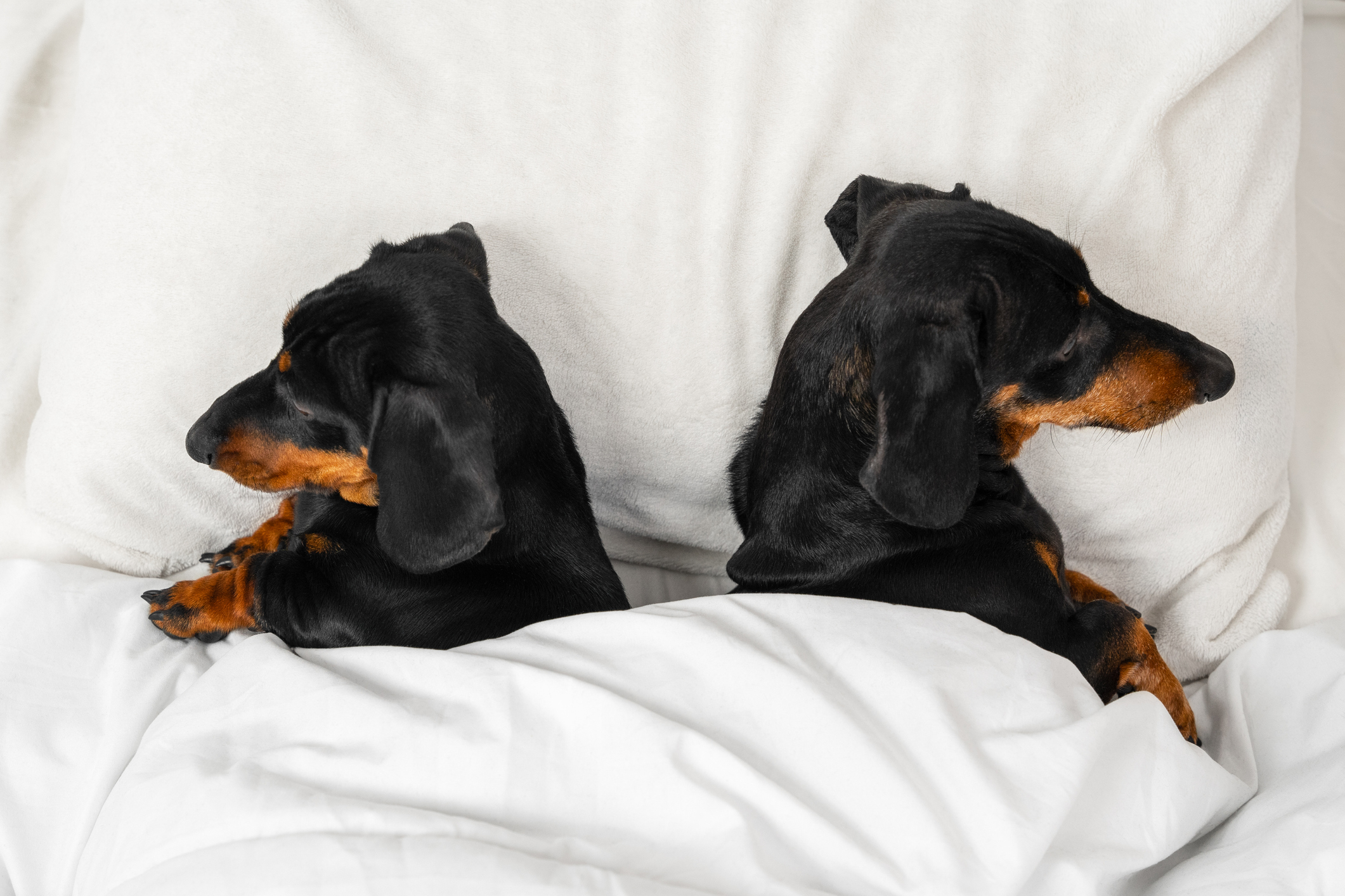 Pets, break-ups and divorce in the UK - who gets the pet? | ManyPets