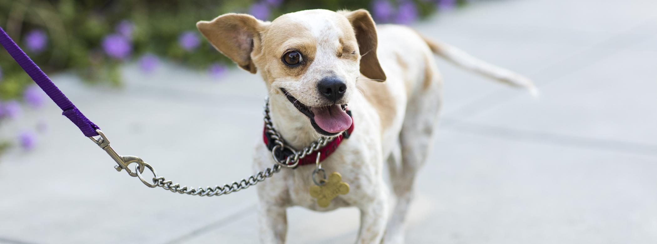 A one-eyed dog on a leash with a red collar and tags walks on a pavement, surrounded by blurred purple flowers, looking happy and playful.