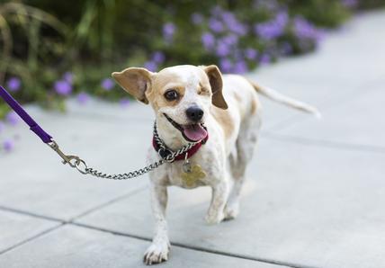 A one-eyed dog on a leash with a red collar and tags walks on a pavement, surrounded by blurred purple flowers, looking happy and playful.