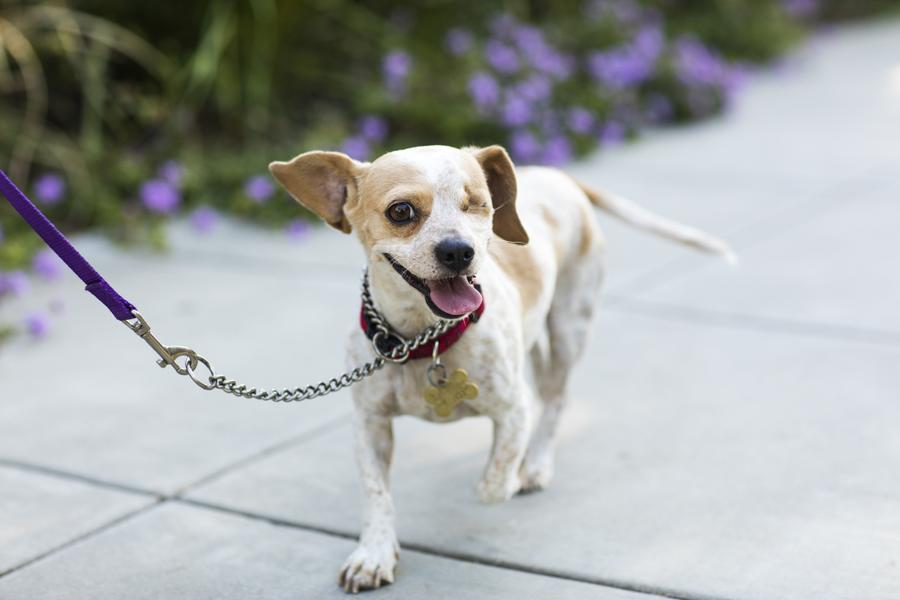 A one-eyed dog on a leash with a red collar and tags walks on a pavement, surrounded by blurred purple flowers, looking happy and playful.