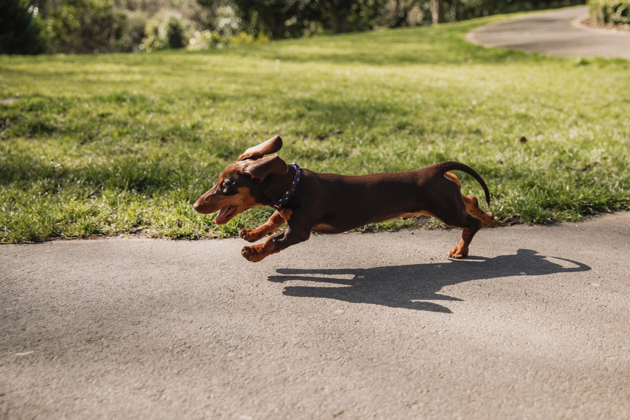 Dachshund joyfully running across a paved path in a park, with green grass and sunlit surroundings.