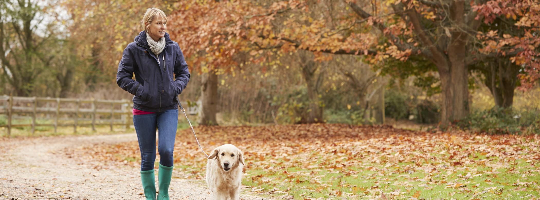 A woman walks with her Labrador through a park, it's autumn and the trees are changing colour