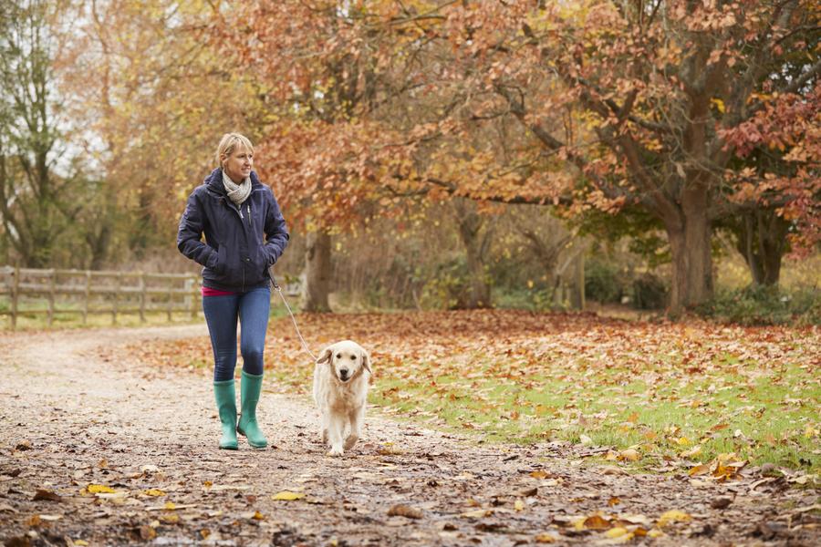 A woman walks with her Labrador through a park, it's autumn and the trees are changing colour