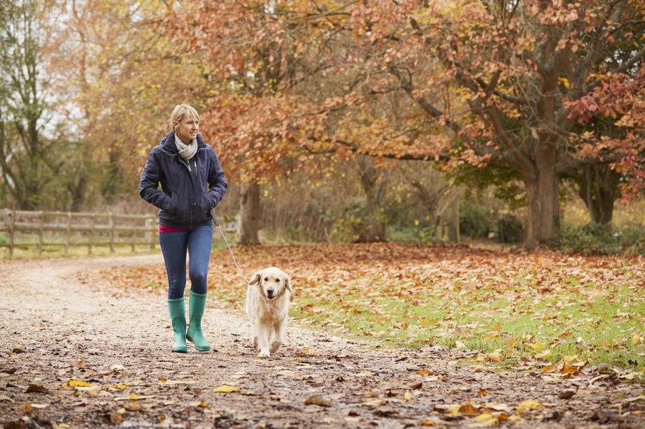 A woman walks with her Labrador through a park, it's autumn and the trees are changing colour