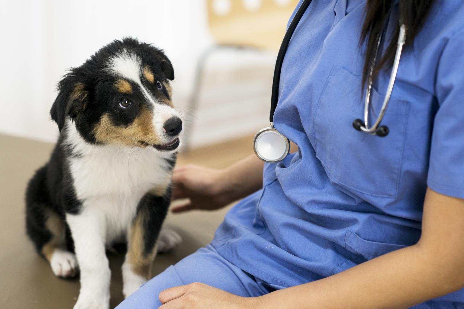 A puppy looks up inquisitively at a woman vet sat next to them