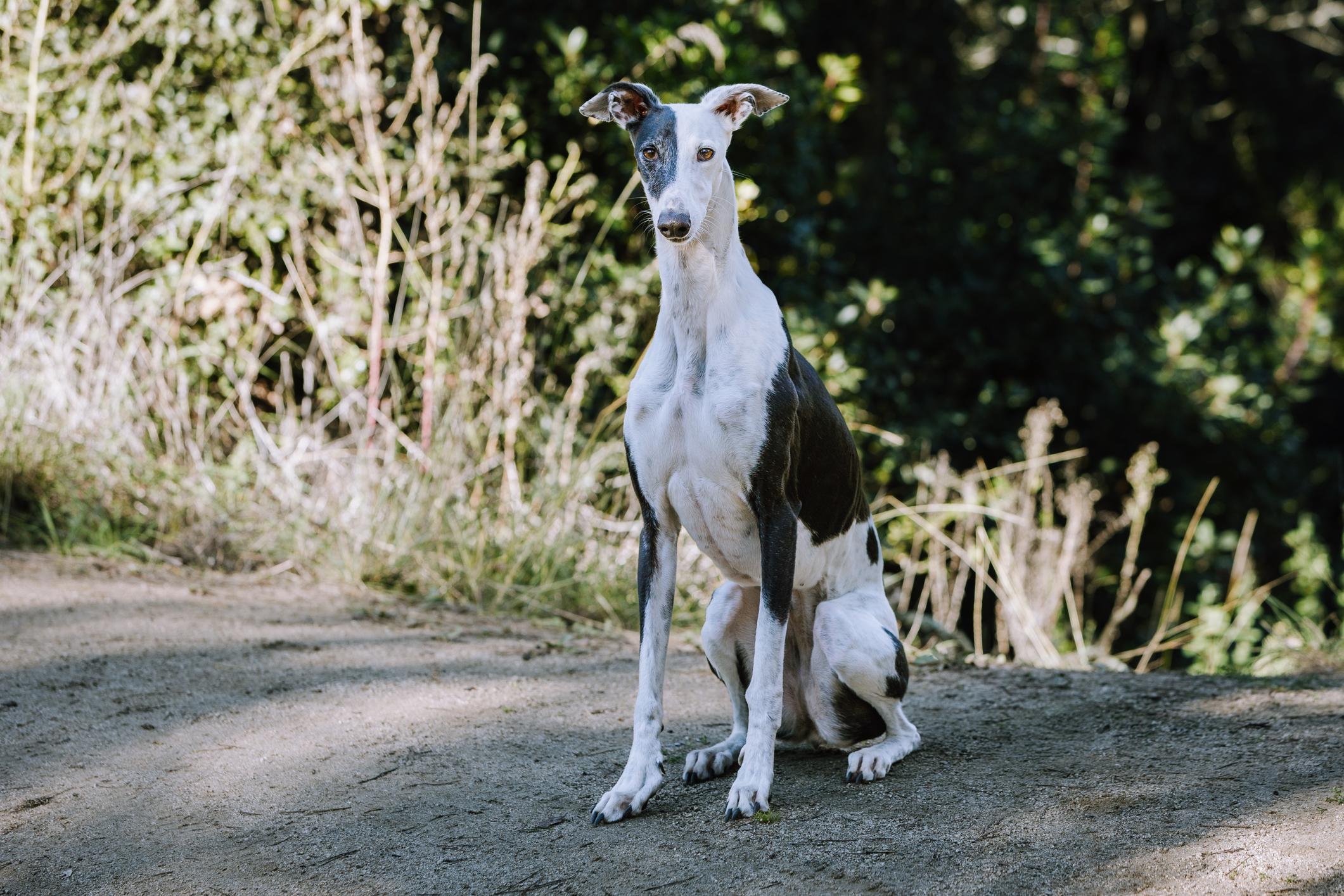 Image of a black-and-white Greyhound sitting on a path on a sunny day
