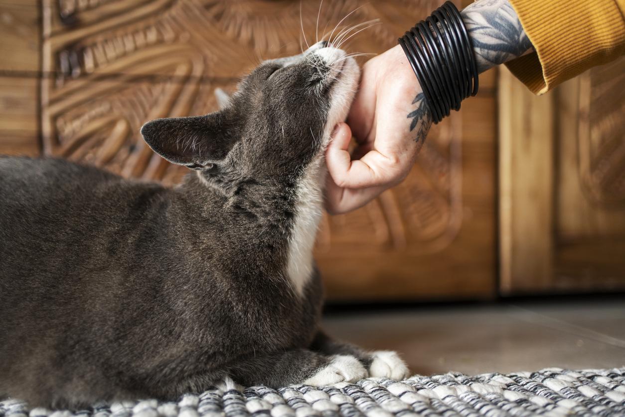 An owner petting the underneath of their cat&#39;s neck, the cat is grey and smiling