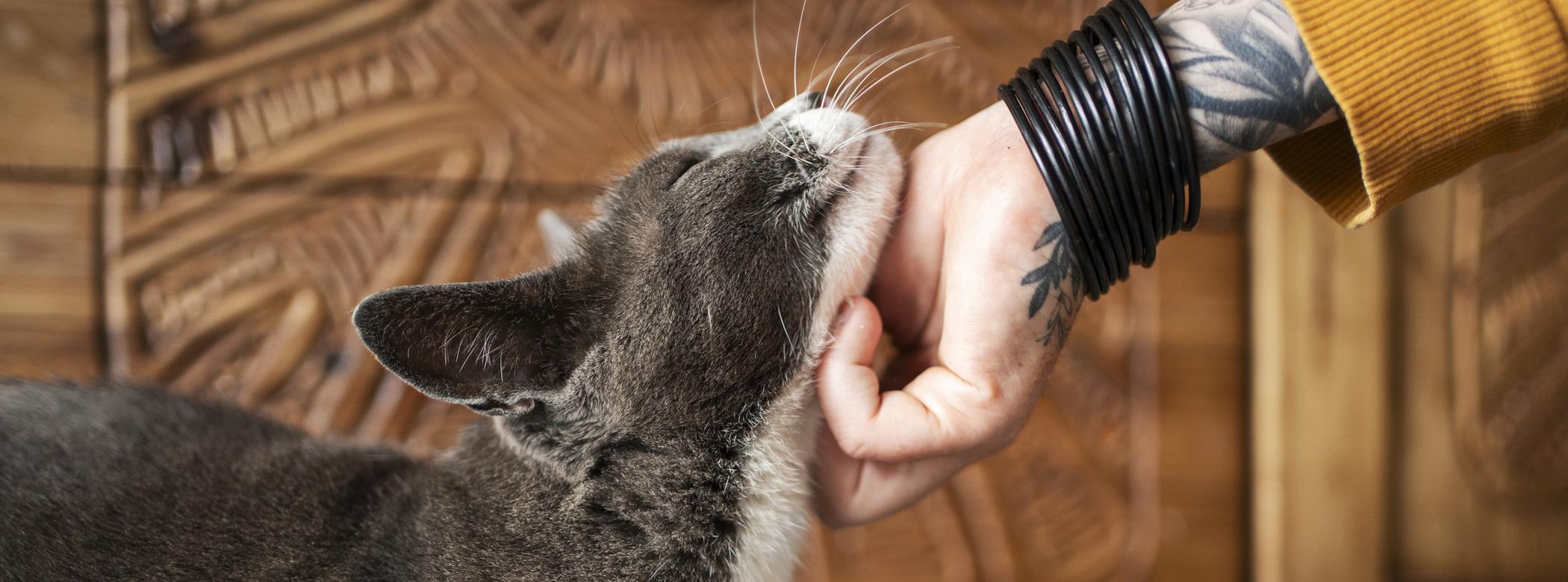 An owner petting the underneath of their cat&#39;s neck, the cat is grey and smiling