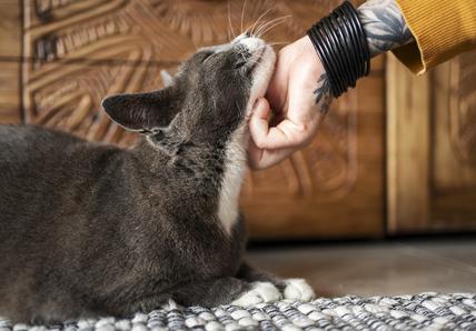 An owner petting the underneath of their cat&#39;s neck, the cat is grey and smiling