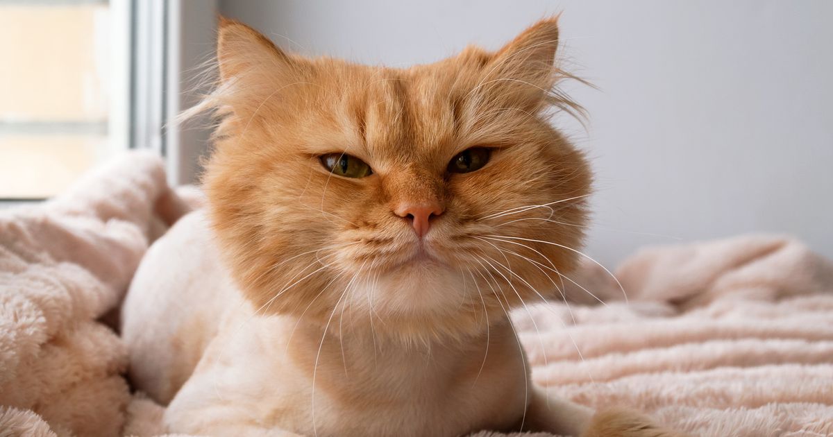 Treat Ürself cat fur coat Should I shave my cat? | ManyPets