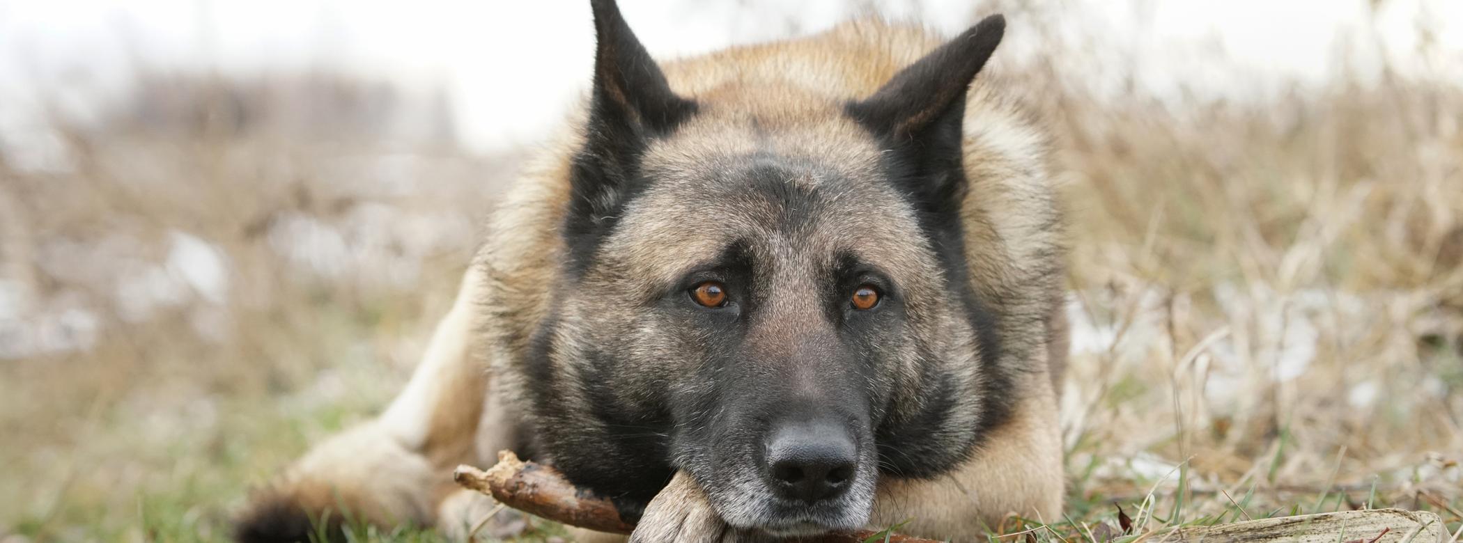 A German Shepherd lying on grass, holding a stick with their paws, looking attentively forward.