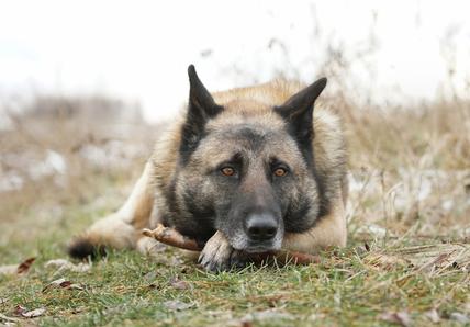 A German Shepherd lying on grass, holding a stick with their paws, looking attentively forward.