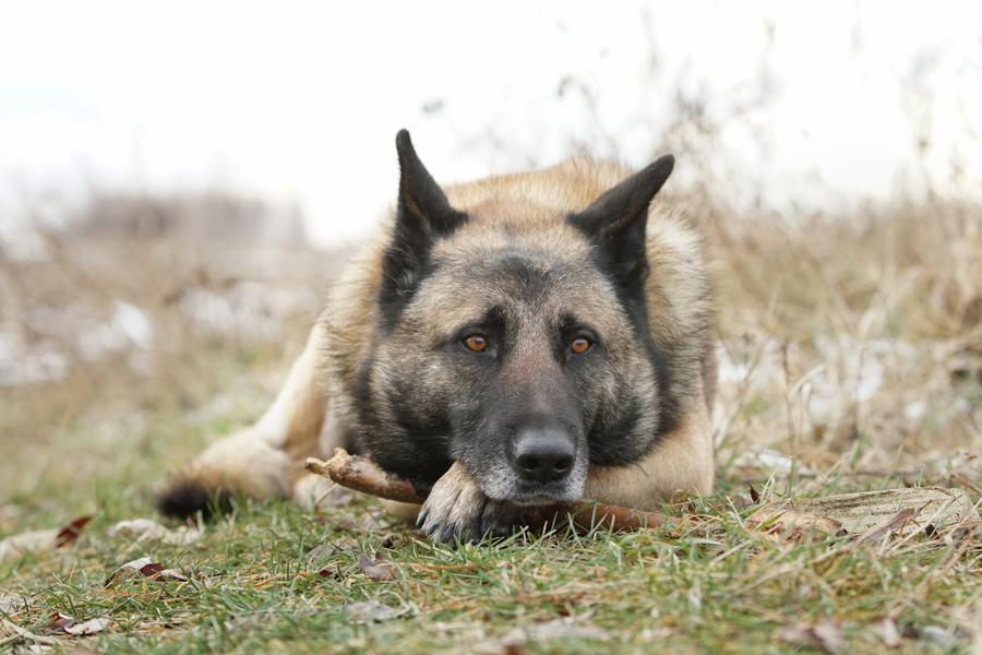 A German Shepherd lying on grass, holding a stick with their paws, looking attentively forward.