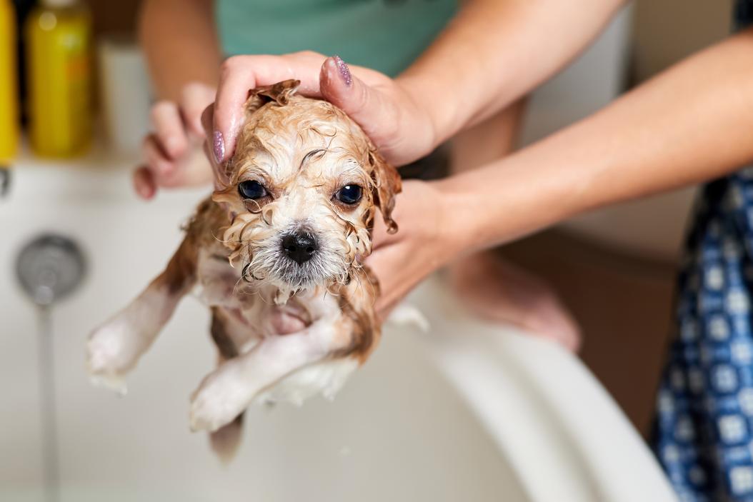 Puppy's first bath? 5 tips from a pro groomer ManyPets