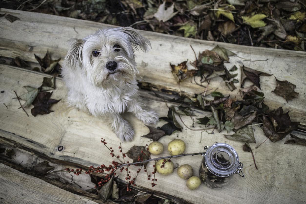 A scruffy white dog sits on wooden planks surrounded by fallen leaves, red berries, small potatoes, and a jar with a metal clasp.