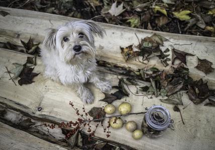 A scruffy white dog sits on wooden planks surrounded by fallen leaves, red berries, small potatoes, and a jar with a metal clasp.
