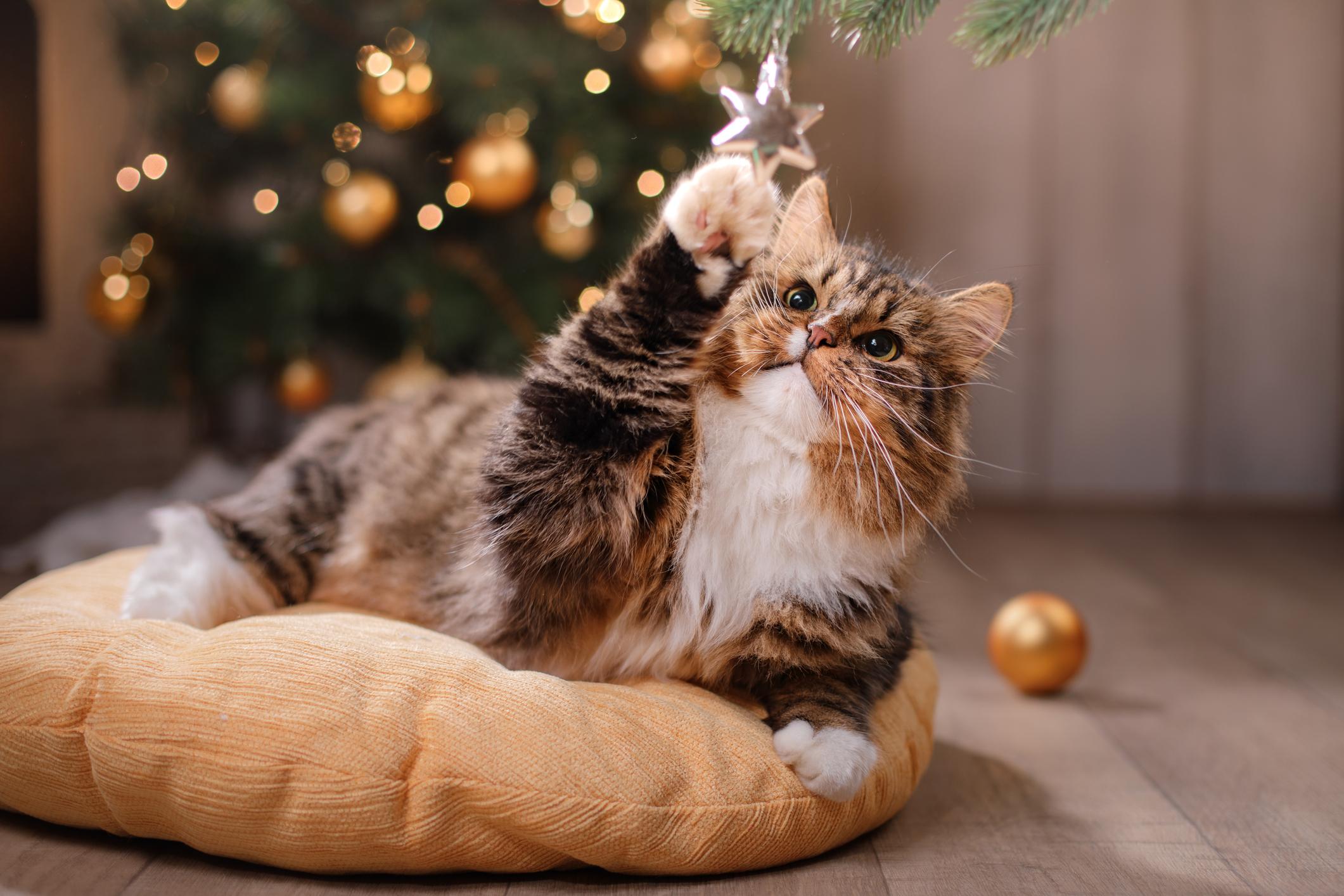 A cat looks up at a Christmas tree decoration and paws at it
