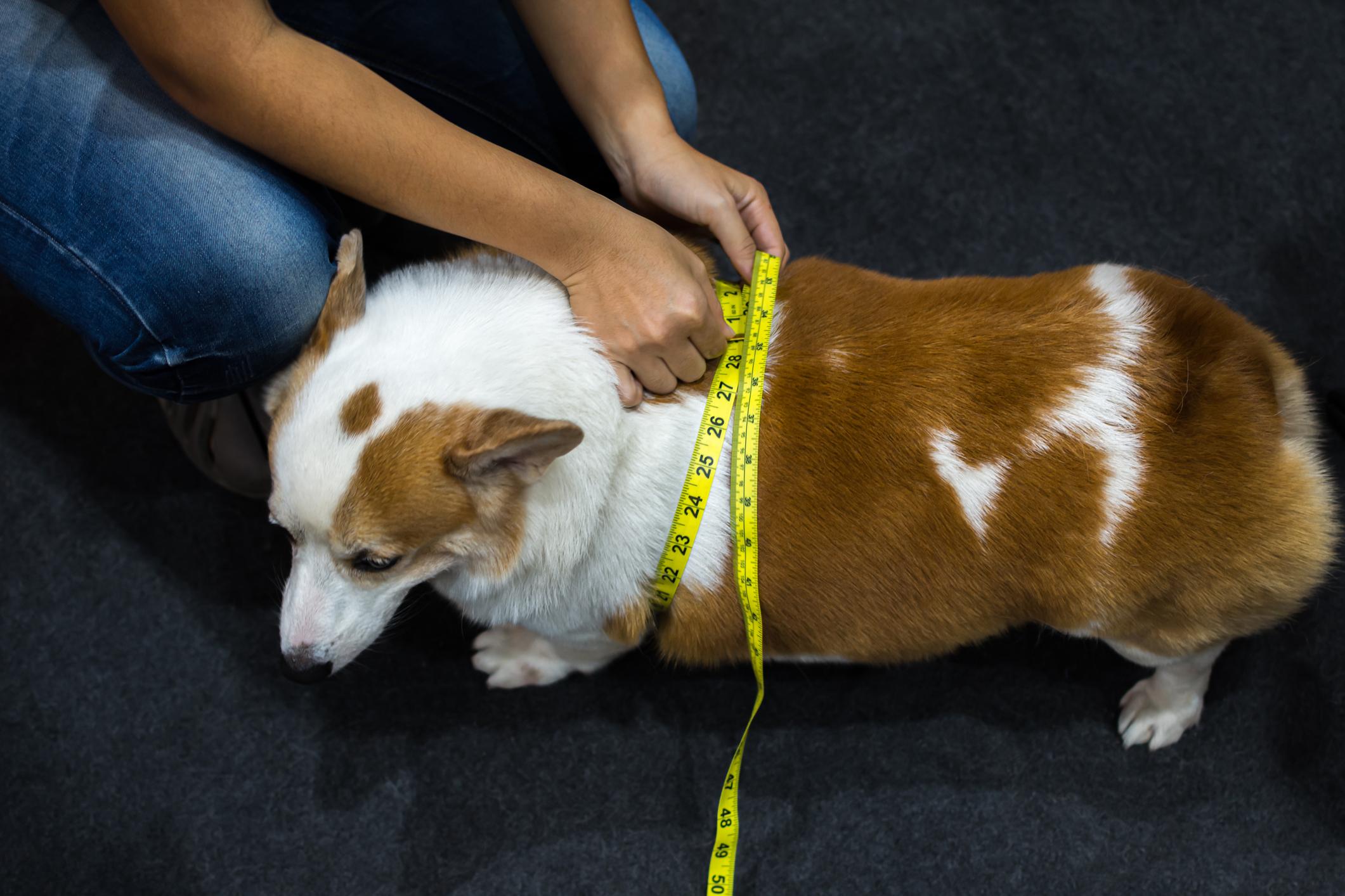 A well-behaved Corgi stands as a vet measures their body width with a yellow measuring tape