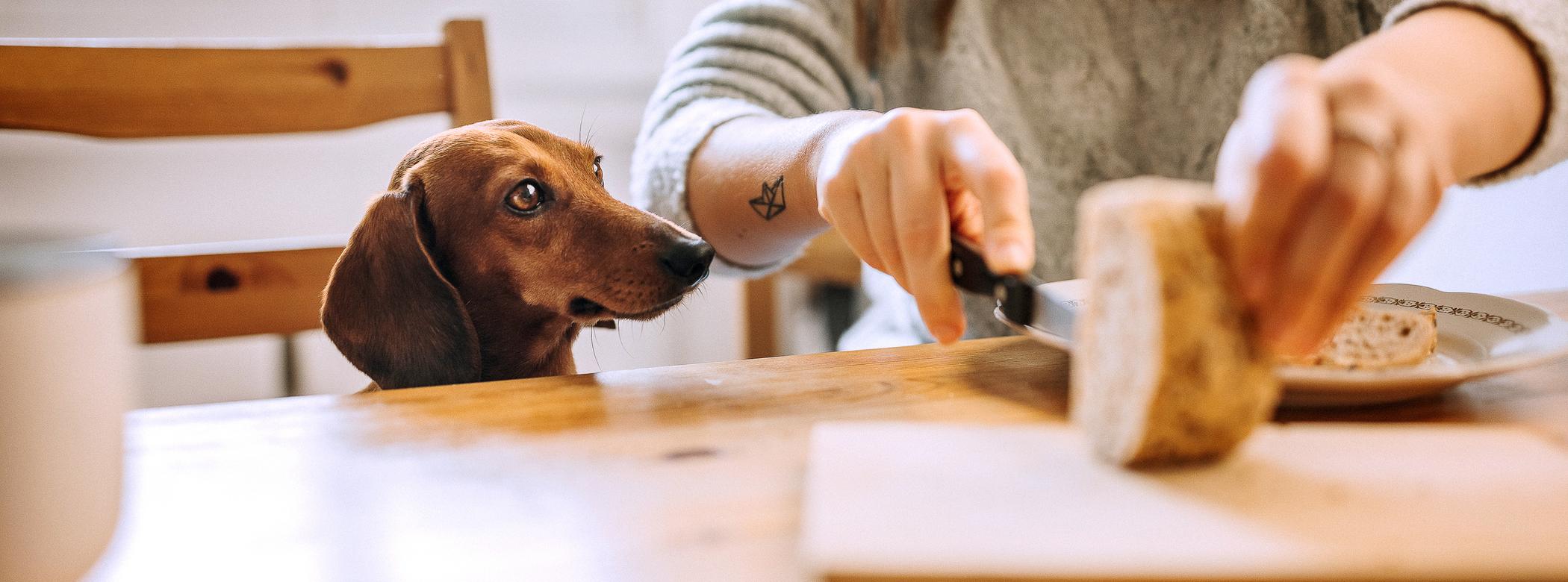 A person slices bread at a table while a dachshund looks on eagerly.