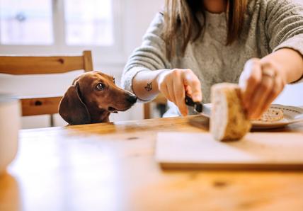 A person slices bread at a table while a dachshund looks on eagerly.