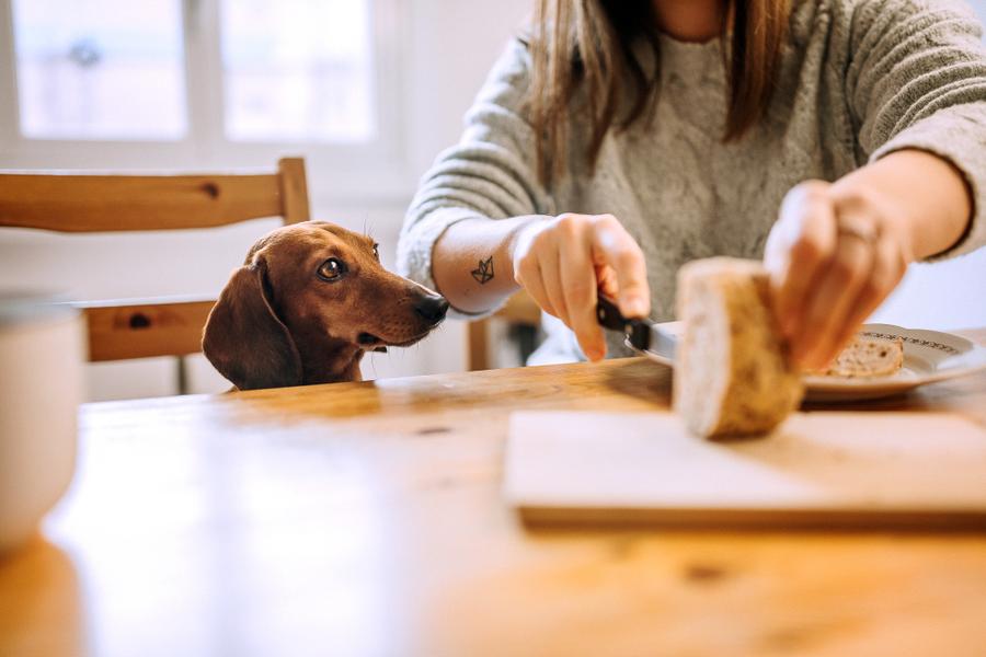 A person slices bread at a table while a dachshund looks on eagerly.