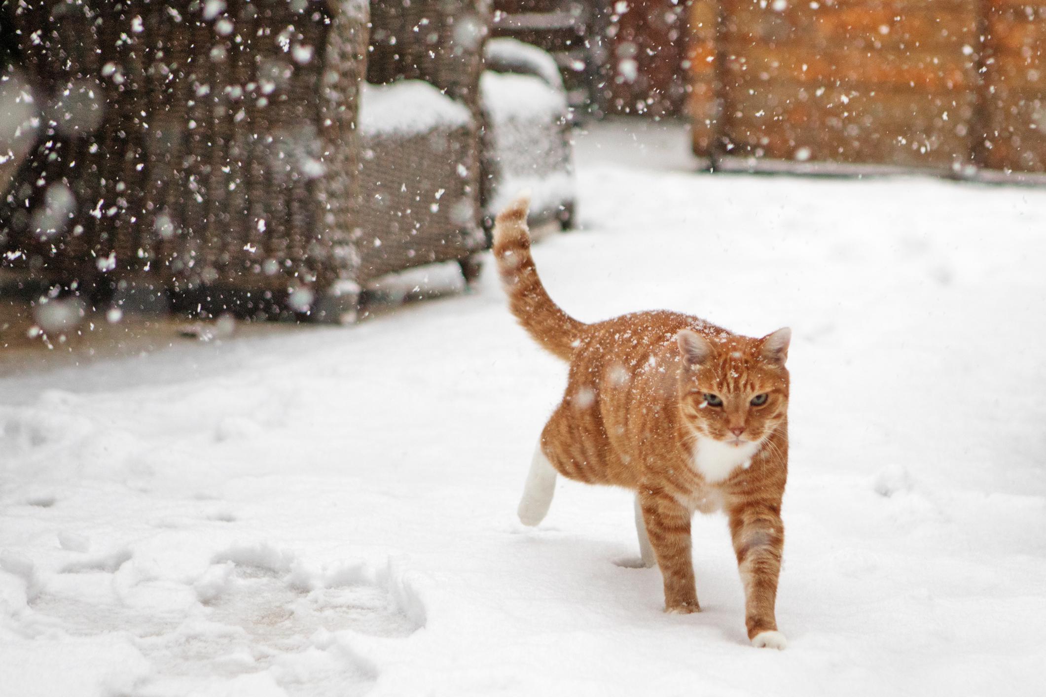 Ginger cat walking through the snow