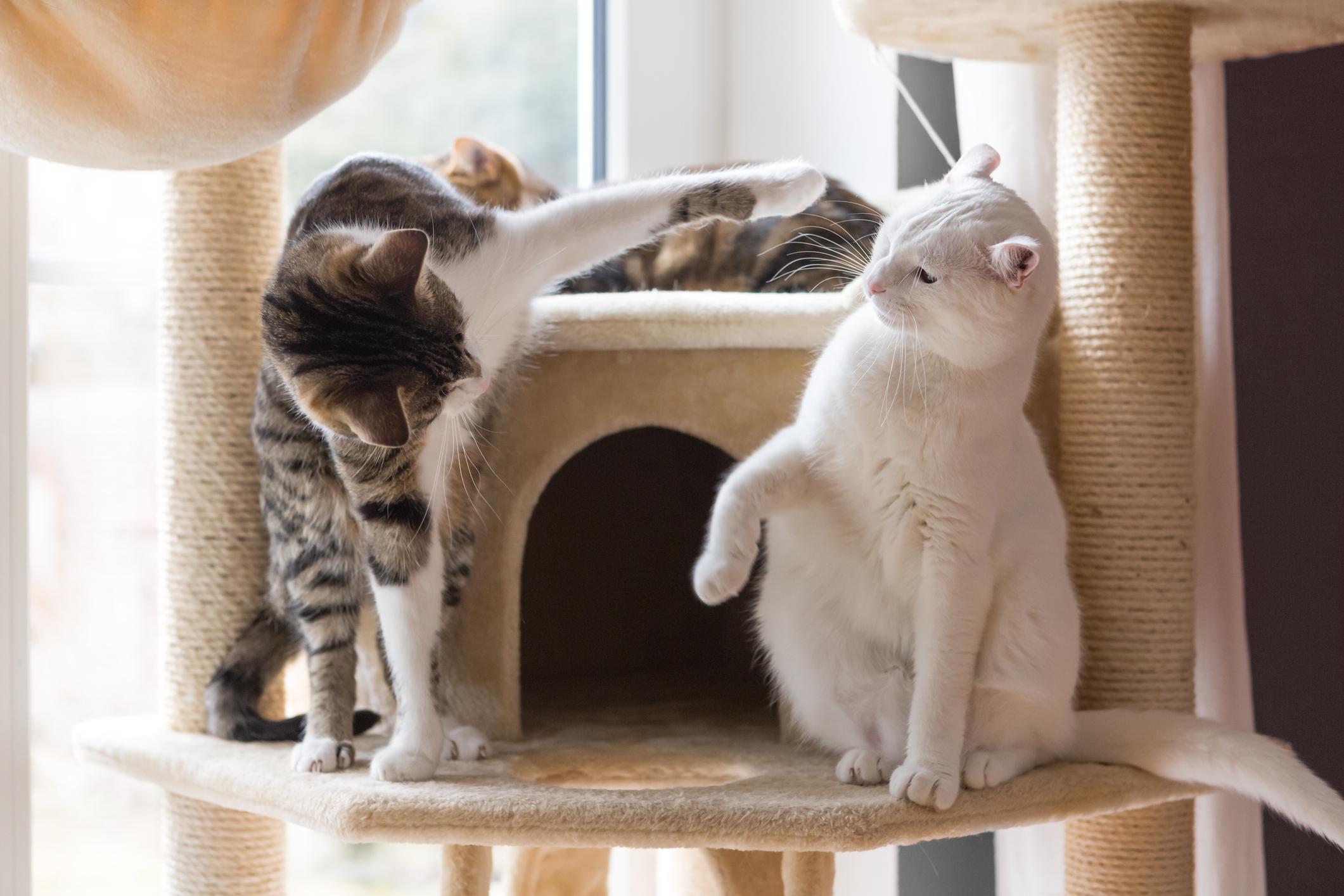 Two cats playfully interacting on a cat tree, one tabby and one white, with sunlight streaming through a nearby window.