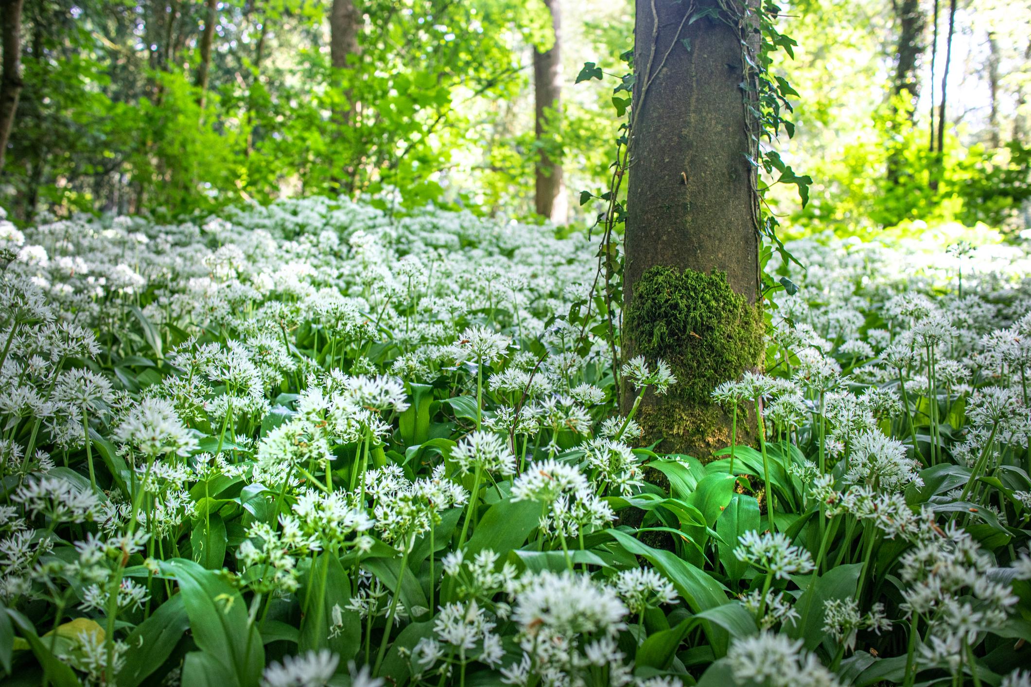 Forest scene with a tree trunk surrounded by lush green leaves and clusters of small white garlic flowers under dappled sunlight.