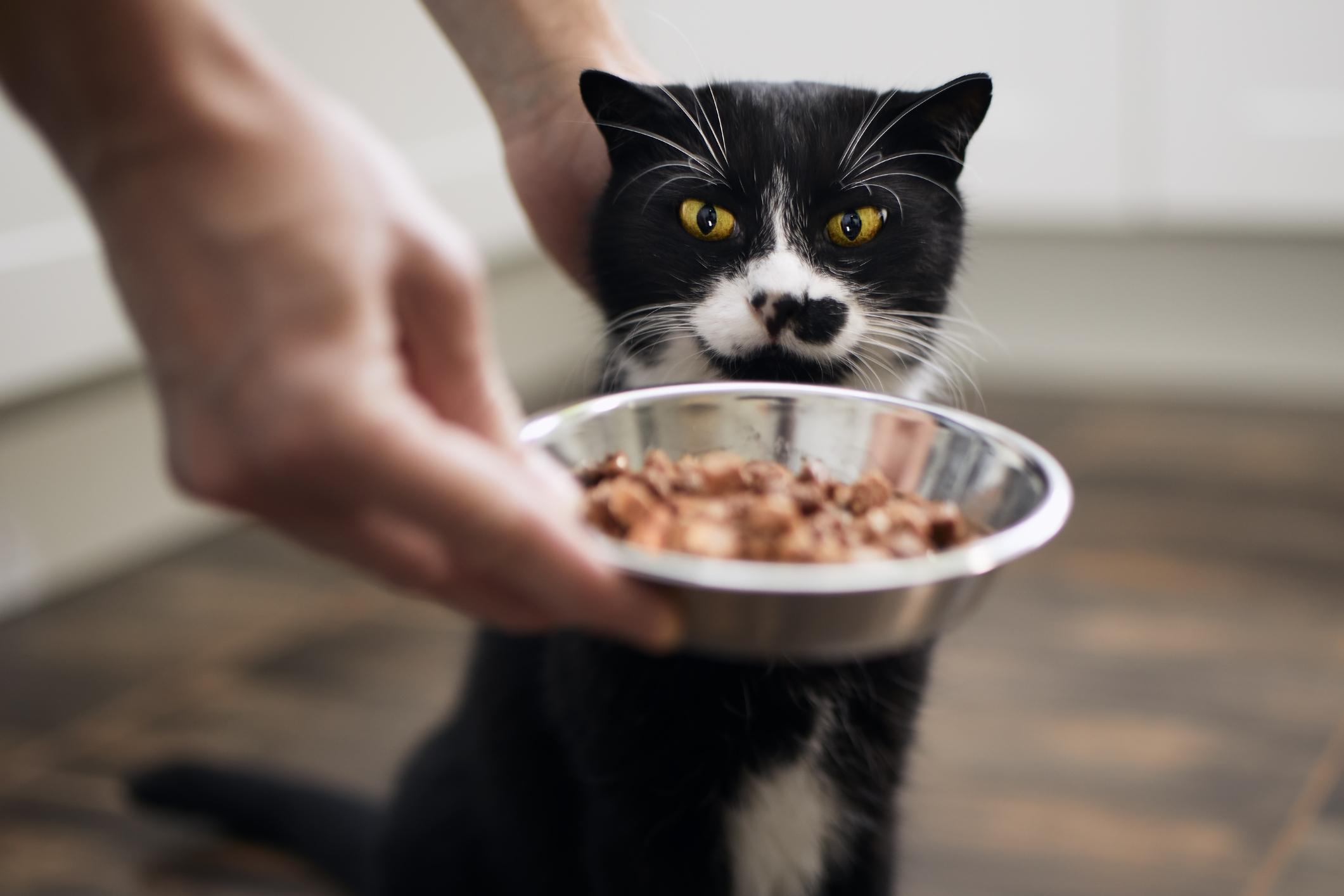 Black-and-white cat eagerly eyeing a bowl of cat food being placed on the floor by a hand.