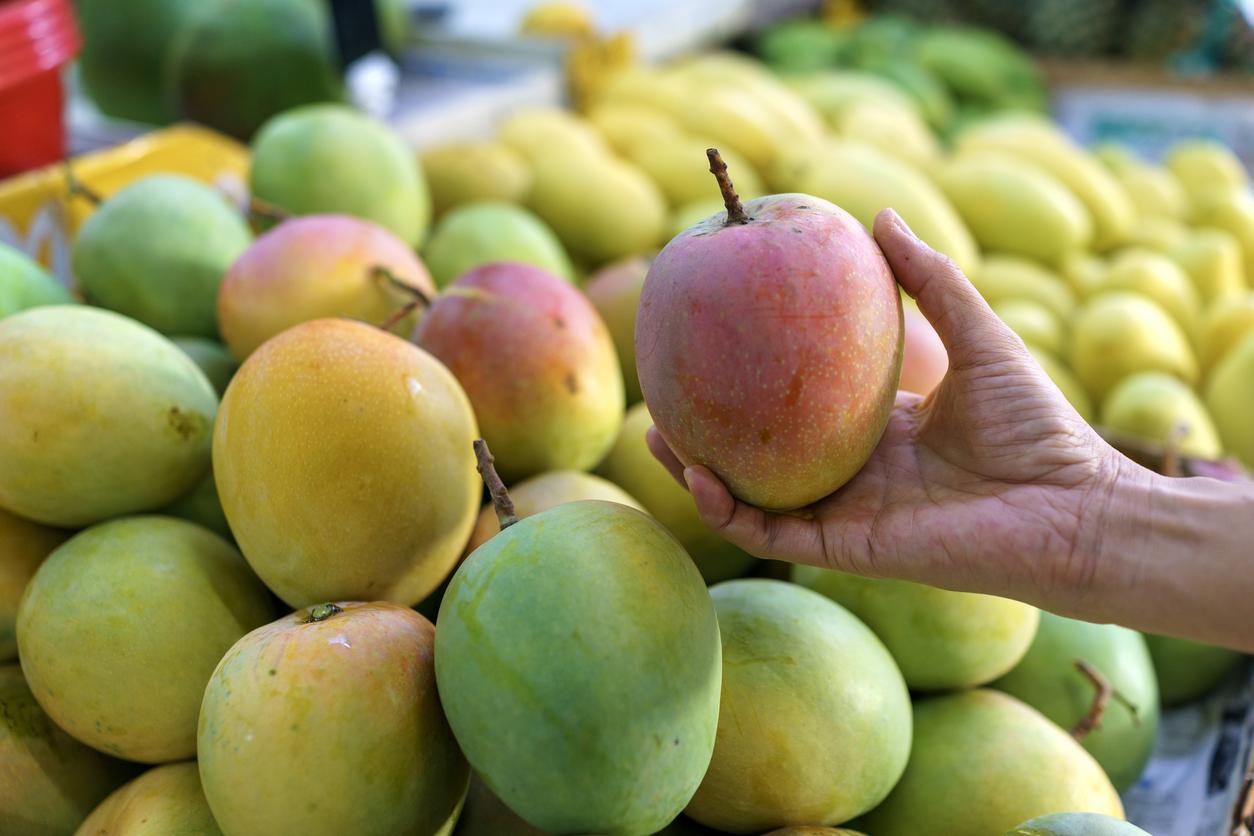 A hand holds a ripe mango with a mix of green and red colours, amidst a pile of other mangoes in varying shades of green and yellow.