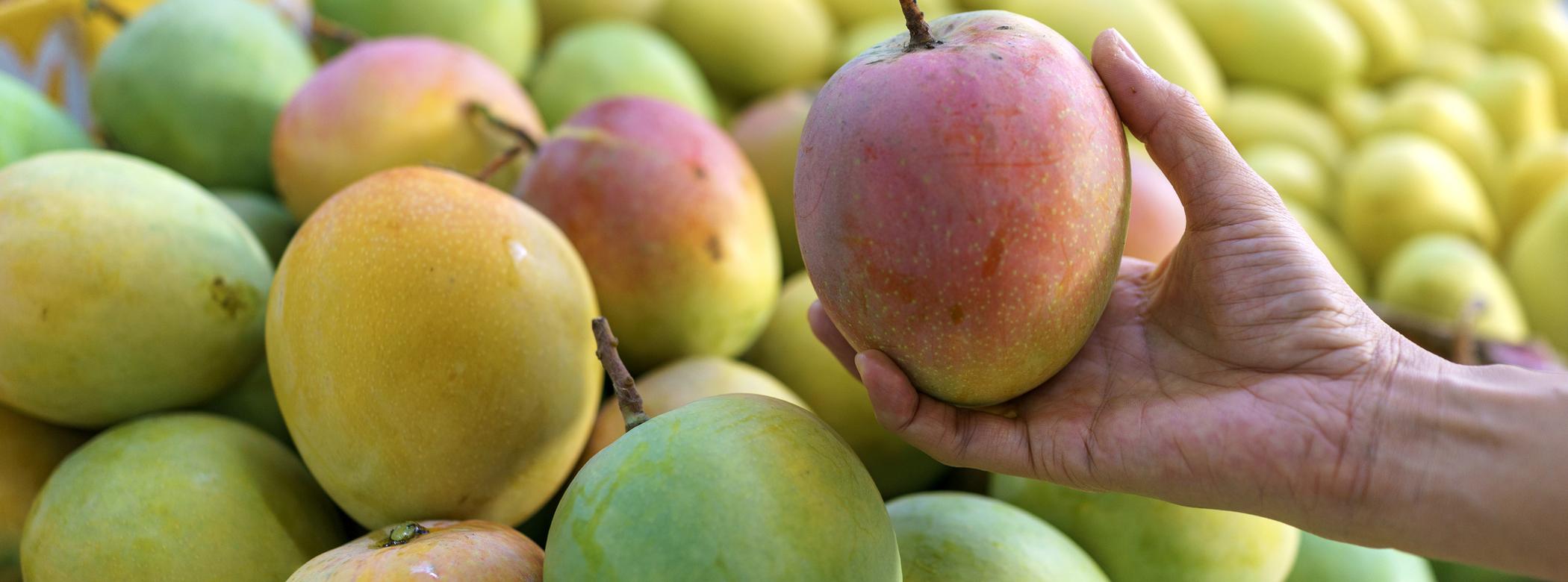 A hand holds a ripe mango with a mix of green and red colours, amidst a pile of other mangoes in varying shades of green and yellow.
