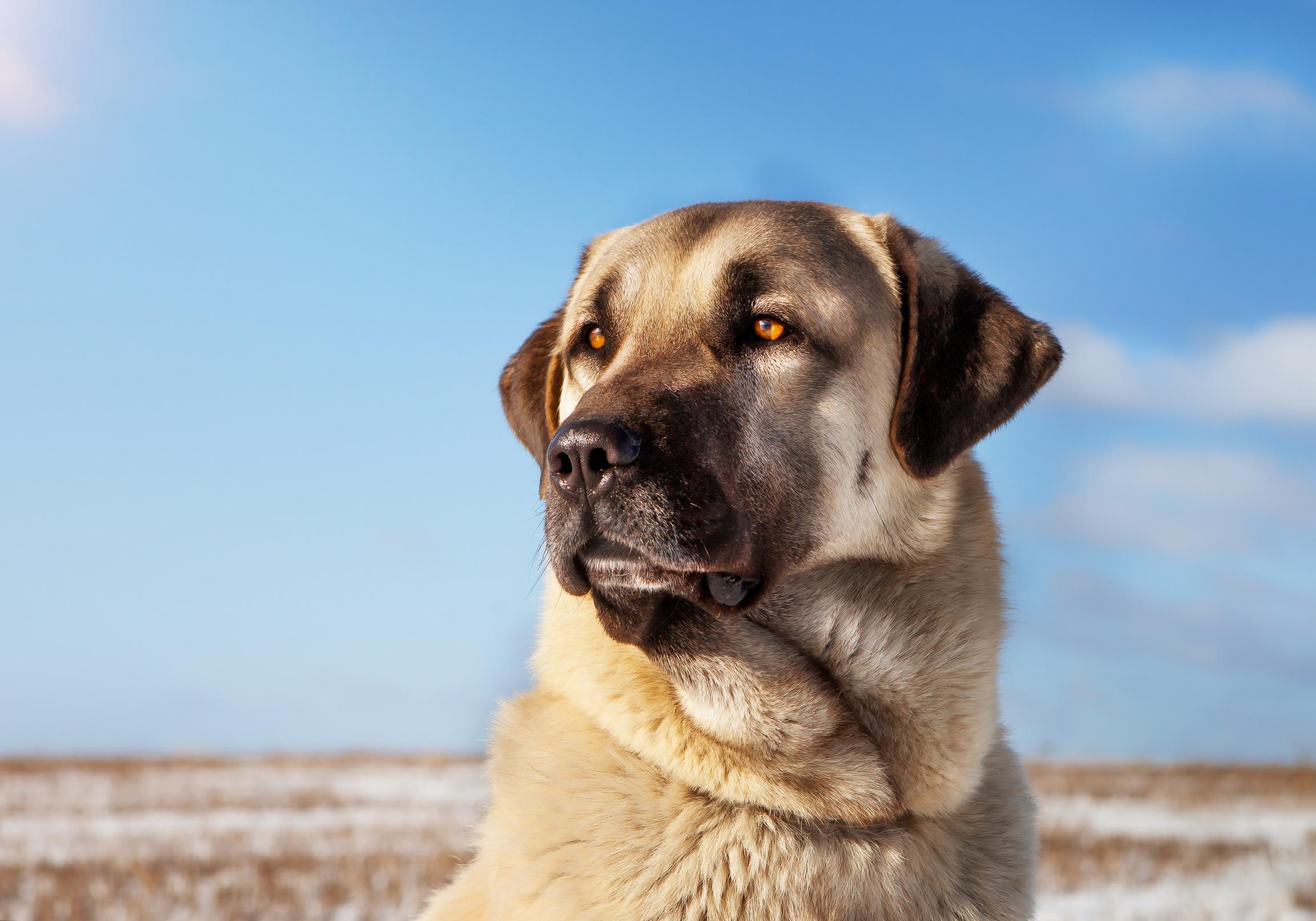 turkish kangal dog sitting in a frozen pasture against a blue sky