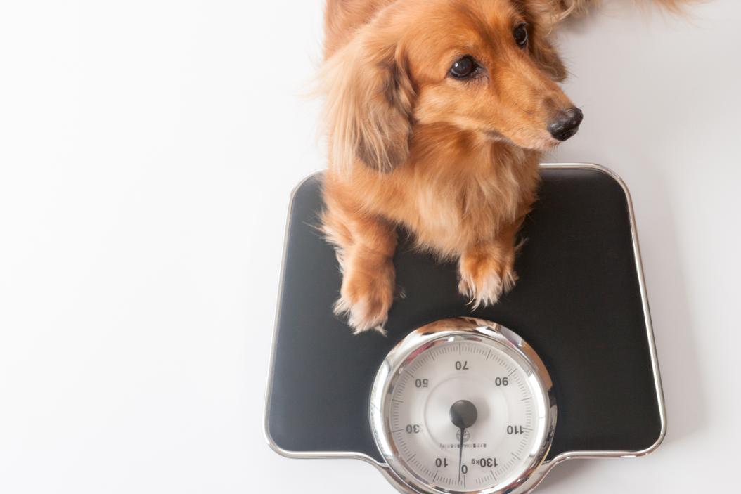How to weigh your dog or cat at home ManyPets