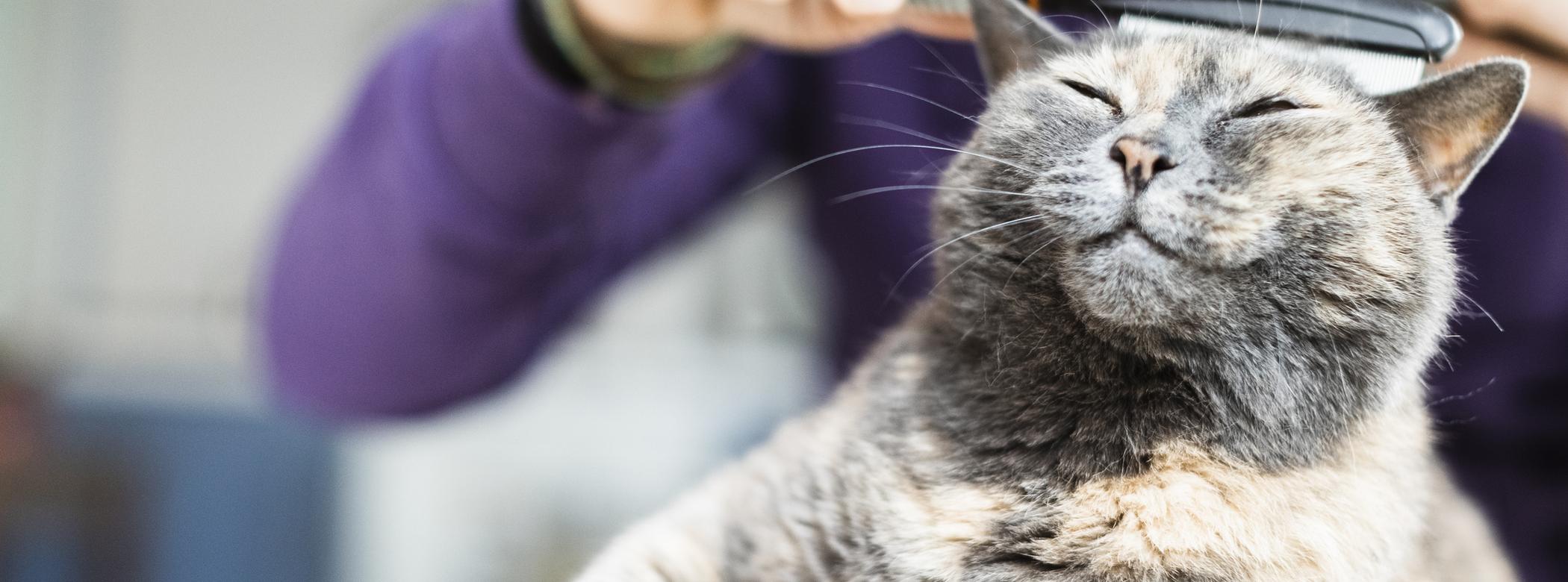 A relaxed grey cat with eyes closed enjoys being brushed by a person in a purple sweater, sitting comfortably on their lap.