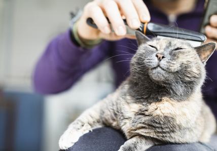 A relaxed grey cat with eyes closed enjoys being brushed by a person in a purple sweater, sitting comfortably on their lap.