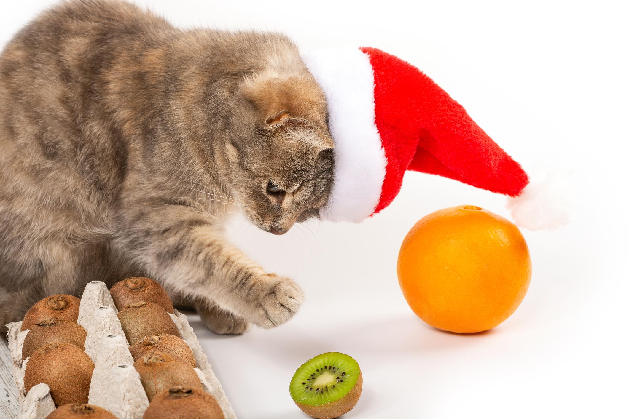 A cat wearing a Santa hat plays with a kiwi slice beside a carton of kiwis and an orange on a white background.