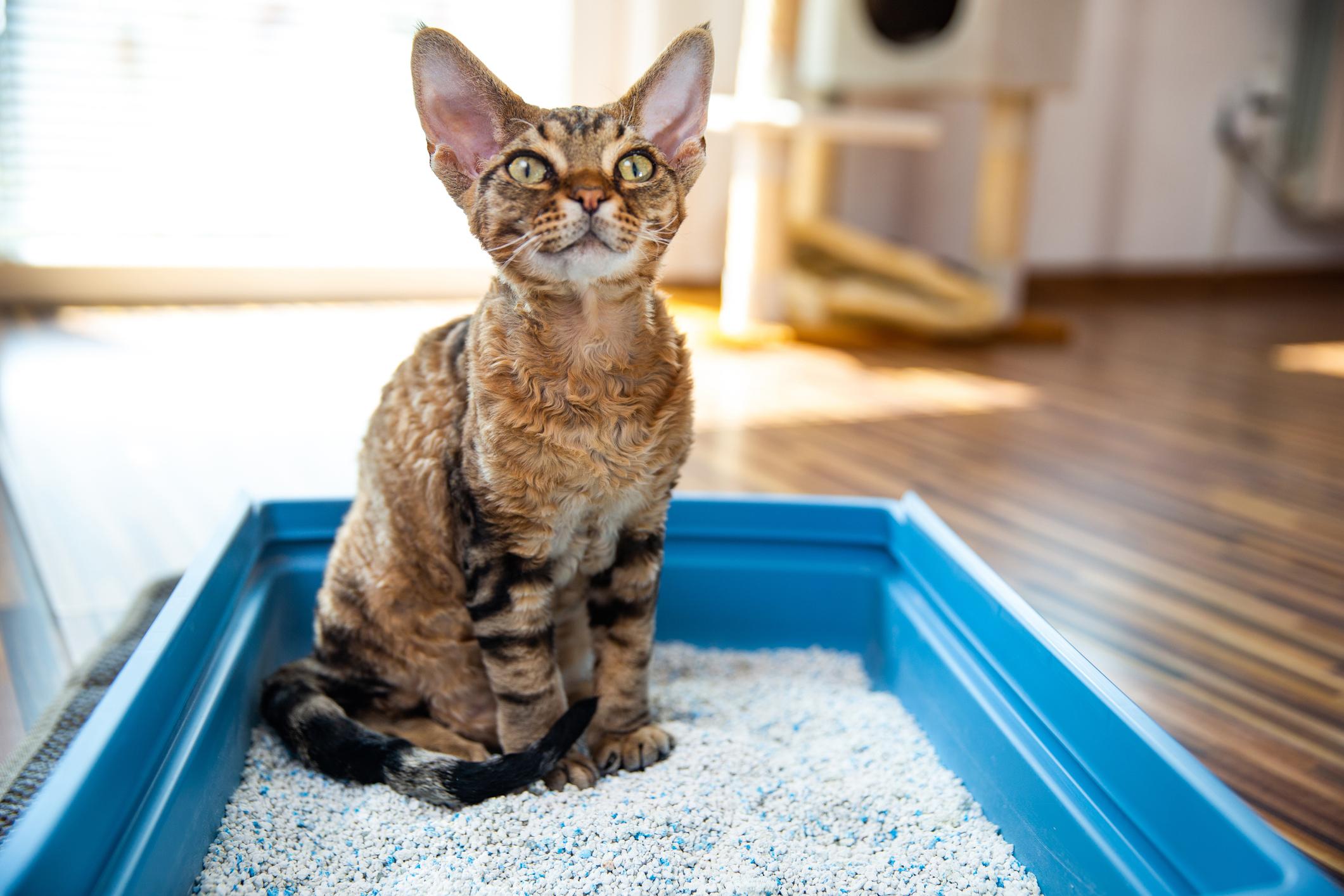 A brown cat looks into the camera while sitting in their clean litter box