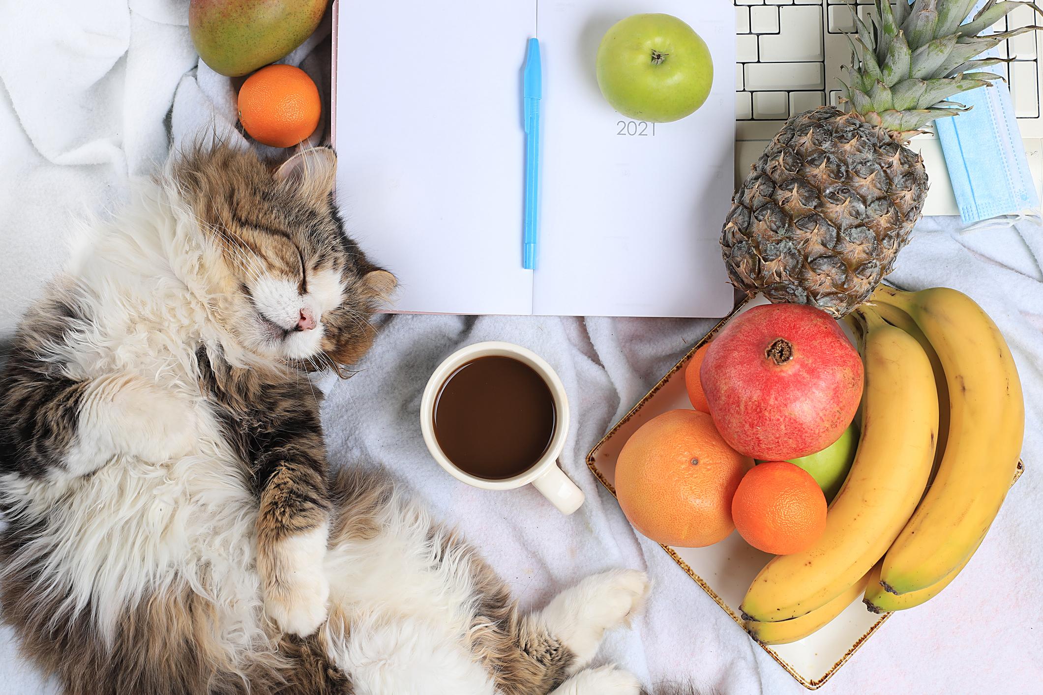 Fluffy cat sleeping next to a diary, cup of coffee, laptop, and assorted fruits including pineapple, bananas, and oranges on a soft surface.