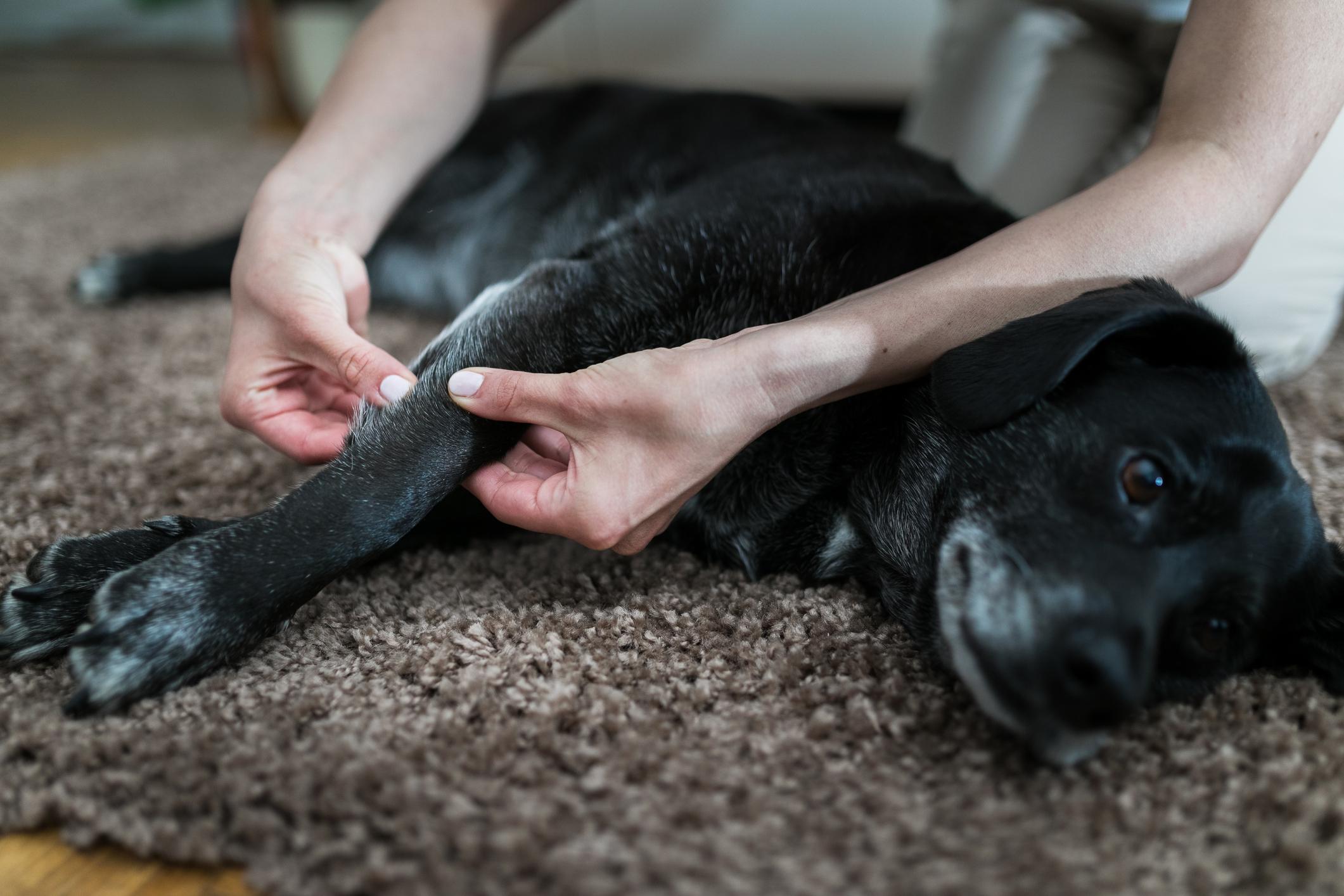 A person gently examines the front leg of a relaxed black and grey dog lying on a brown carpet.