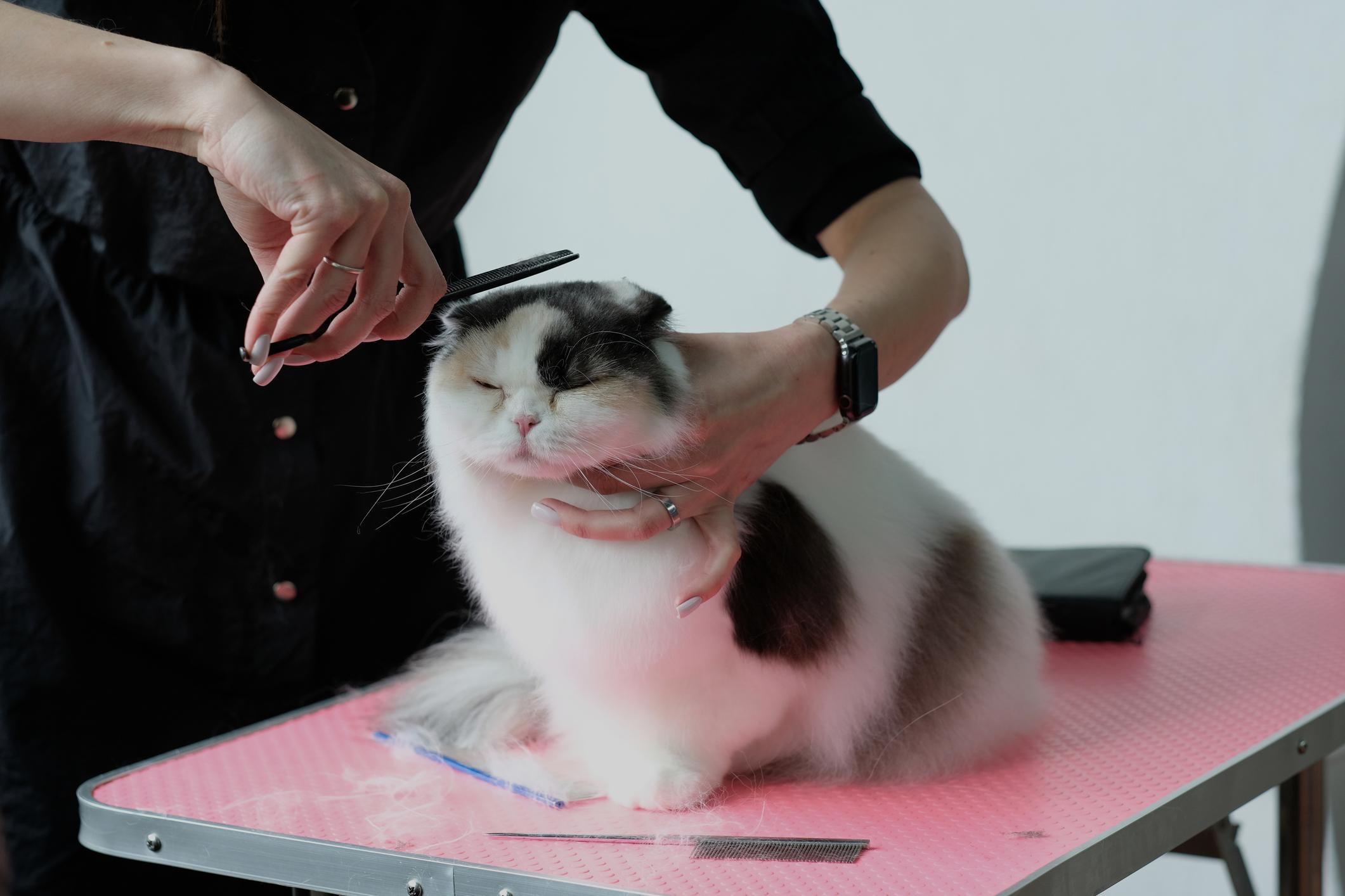 Person grooming a fluffy white and brown cat with a comb on a pink table. The cat's eyes are closed, appearing relaxed.