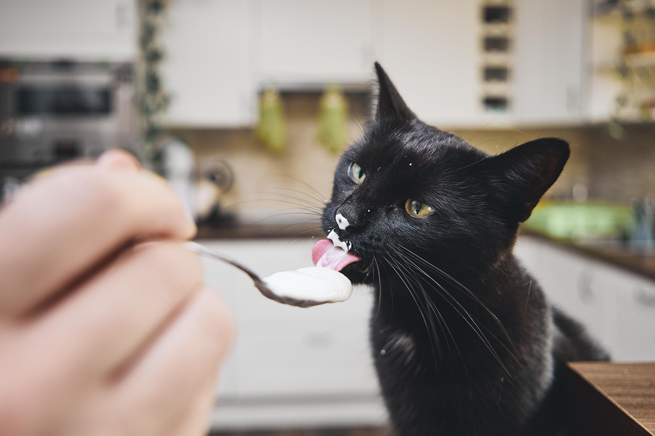 A black cat eagerly licks yogurt from a spoon in a kitchen, with some yogurt on their nose.