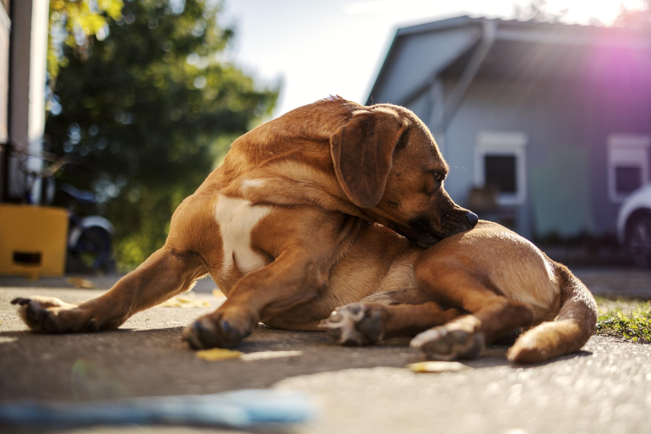 A brown dog lying on a paved surface, turning their head to groom their side, with sunlight casting a warm glow in the background.