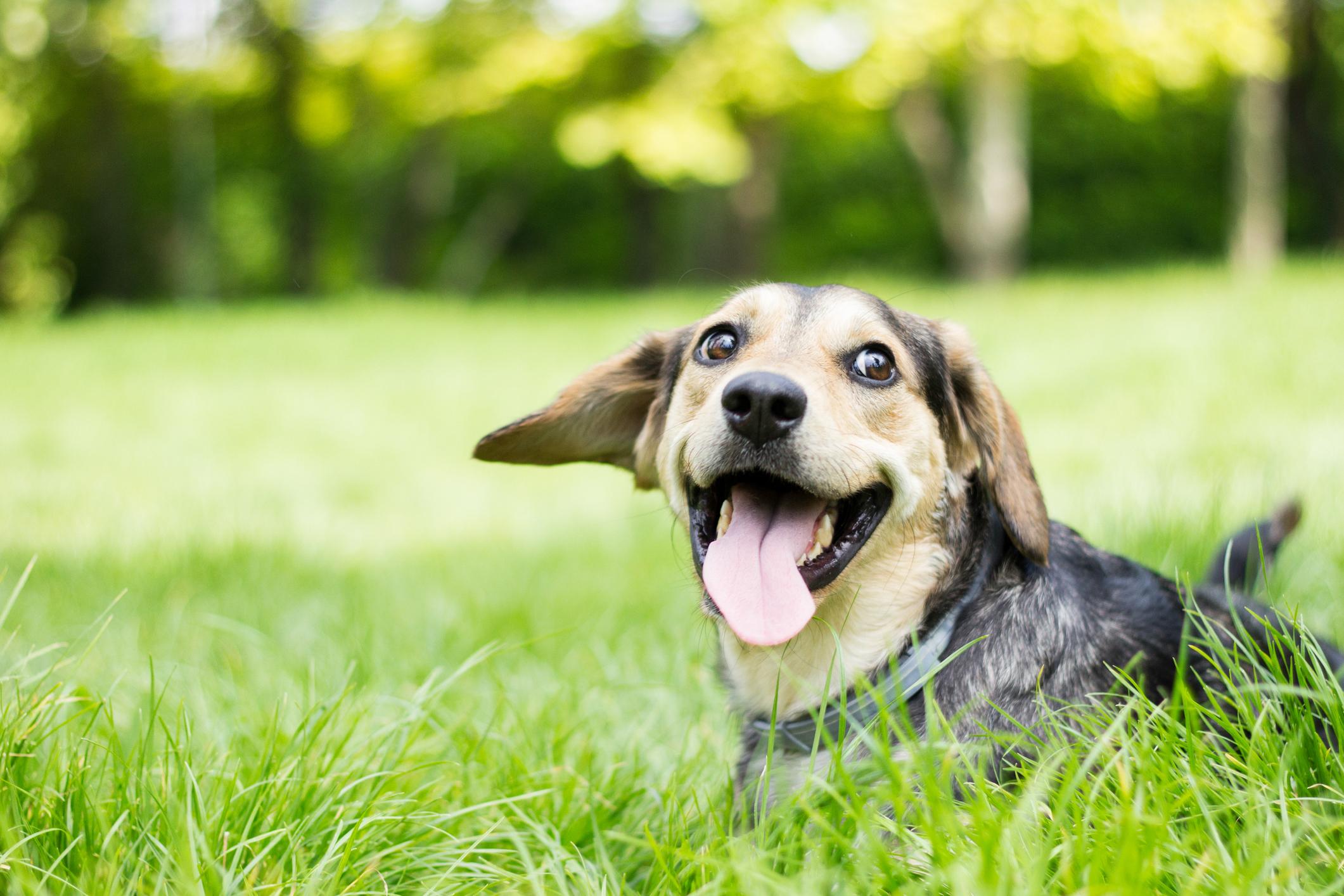 Happy dog with tongue out, lying in green grass with a blurred forest background.