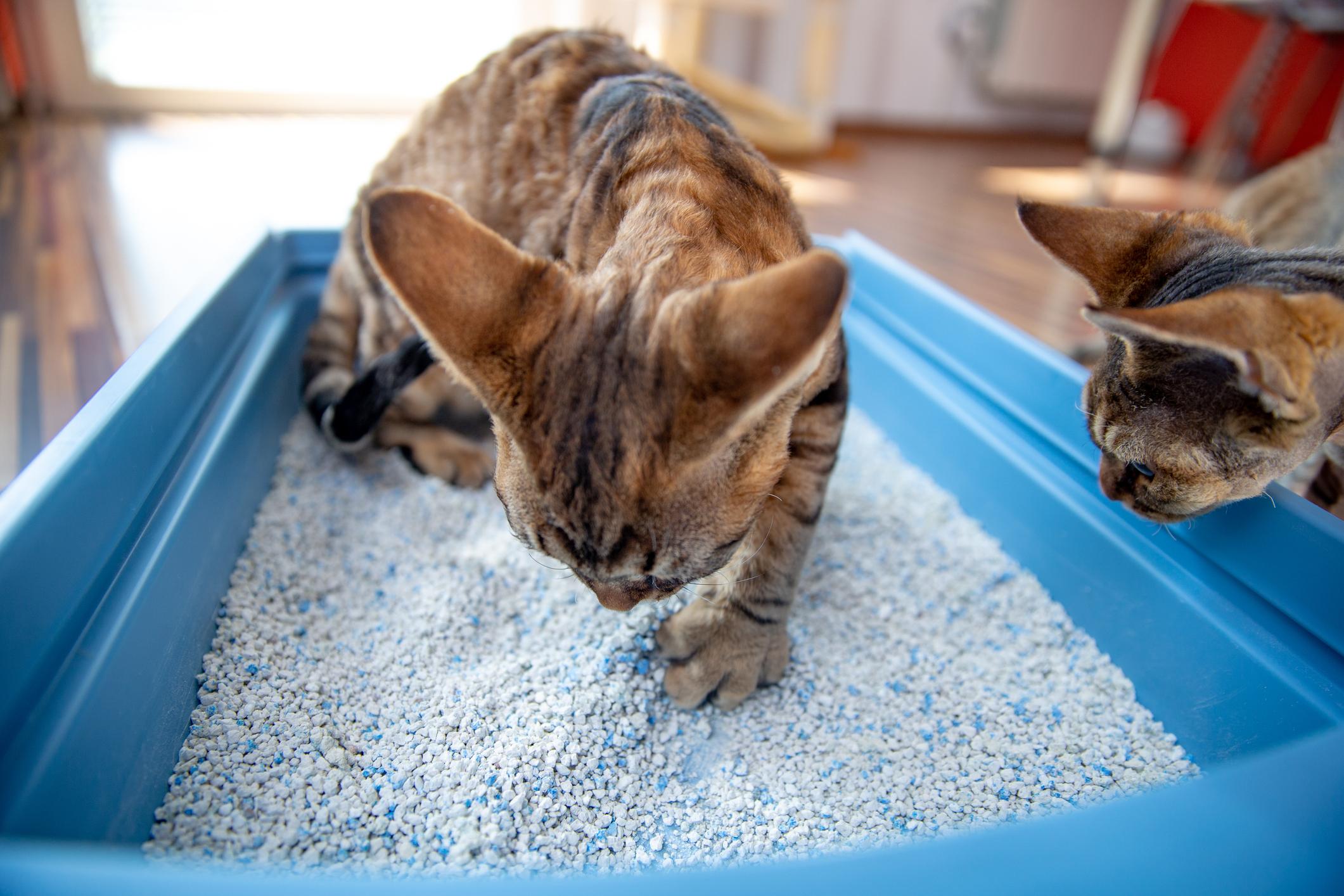 Two cats sniff at a clean litter box, one is standing in the box, the other is sniffing near the side