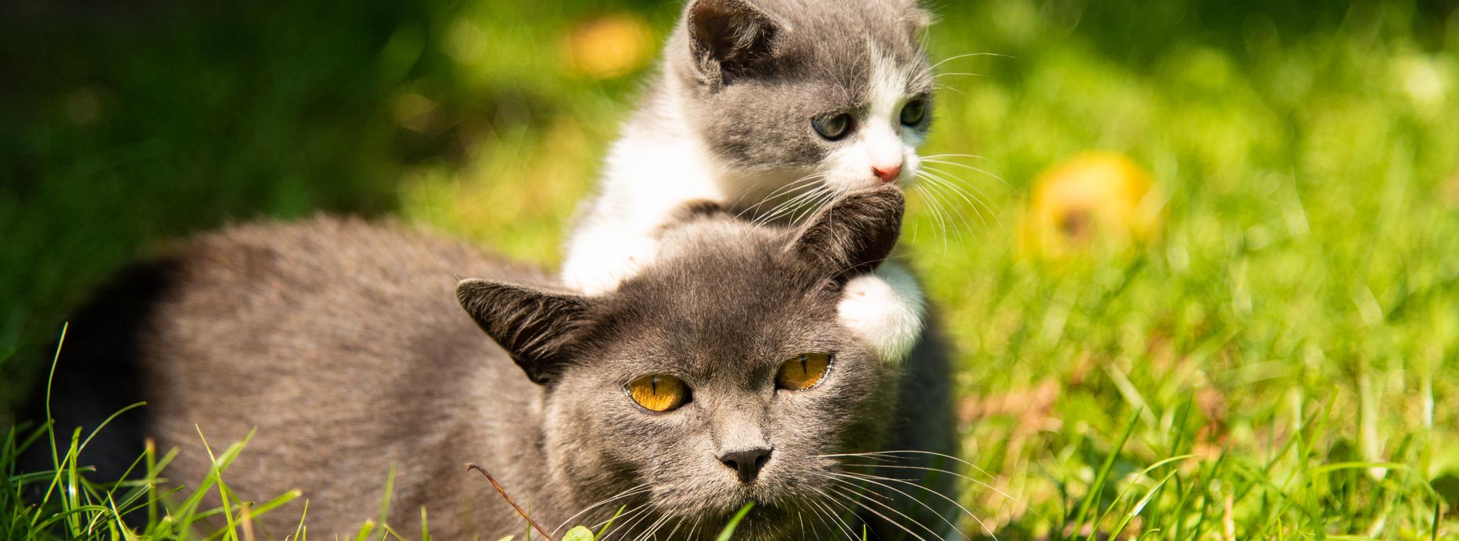 A grey cat lies in the grass with a grey and white kitten playfully resting its paws and chin on the cat's head.
