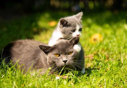 A grey cat lies in the grass with a grey and white kitten playfully resting its paws and chin on the cat's head.